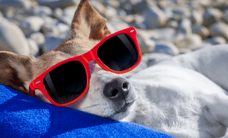 dog laying on beach with sunglasses on